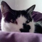 Oriental Korner Restaurant